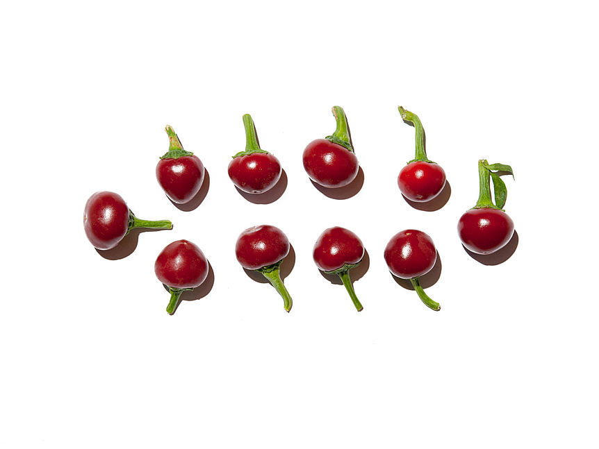 Erich & Priska Stekovics, Paradies der Paradeis