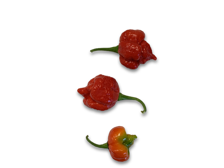 7 Pot SR Strain