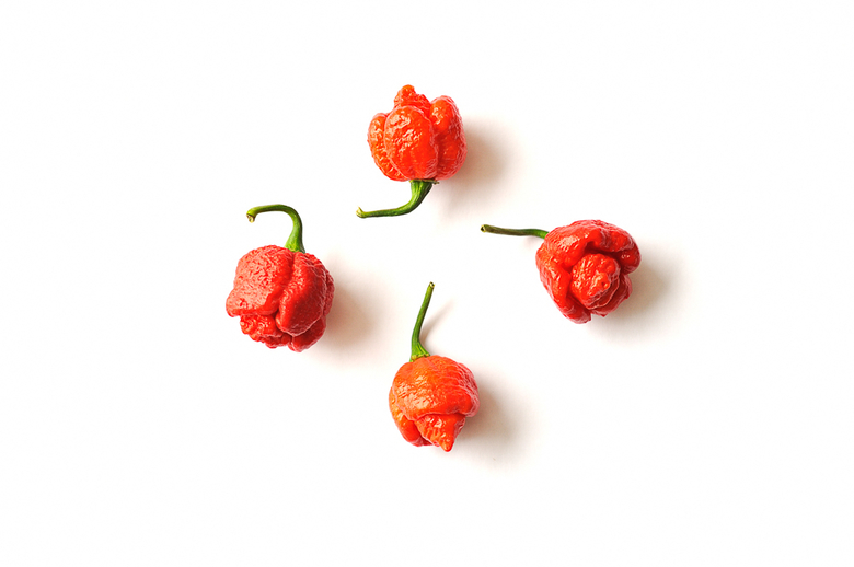 7 pot Infitiy
