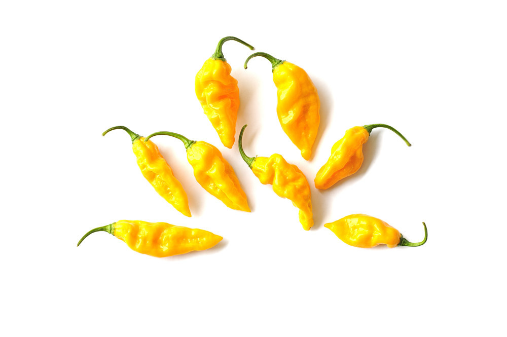 Bhut Jolokia Yellow