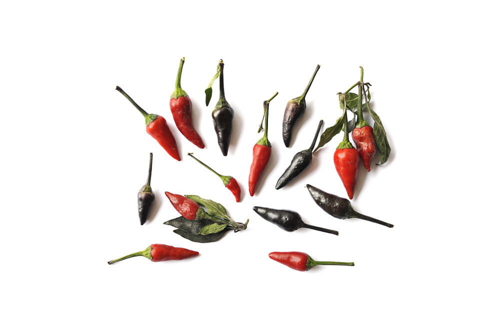 Black Scorpions Tongue