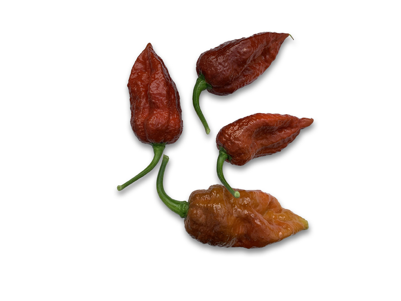 Brown Bhutlah SLP
