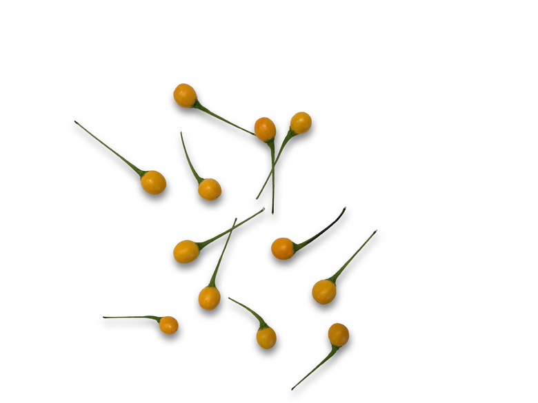 Chiltepin Amarillo