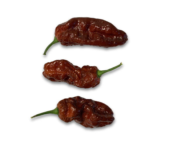 Chocolate Bhut Jolokia