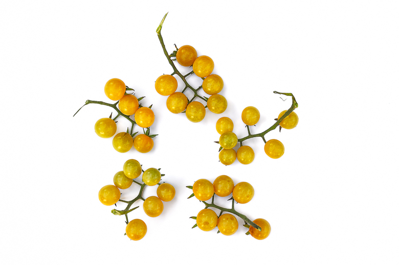 Cluij Yellow Cherry