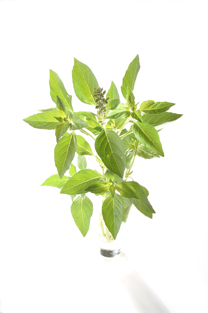 Tulsi Mtulé à Feuilles Lisses