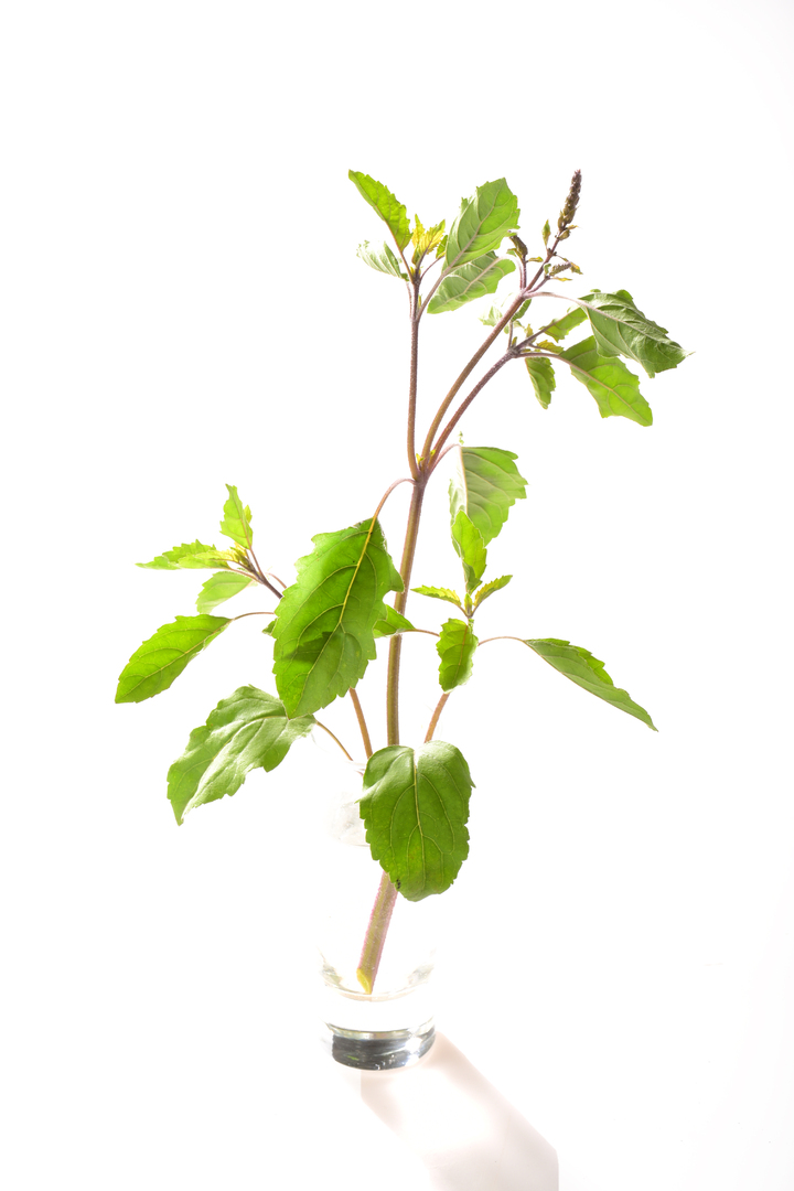 Tulsi Rama