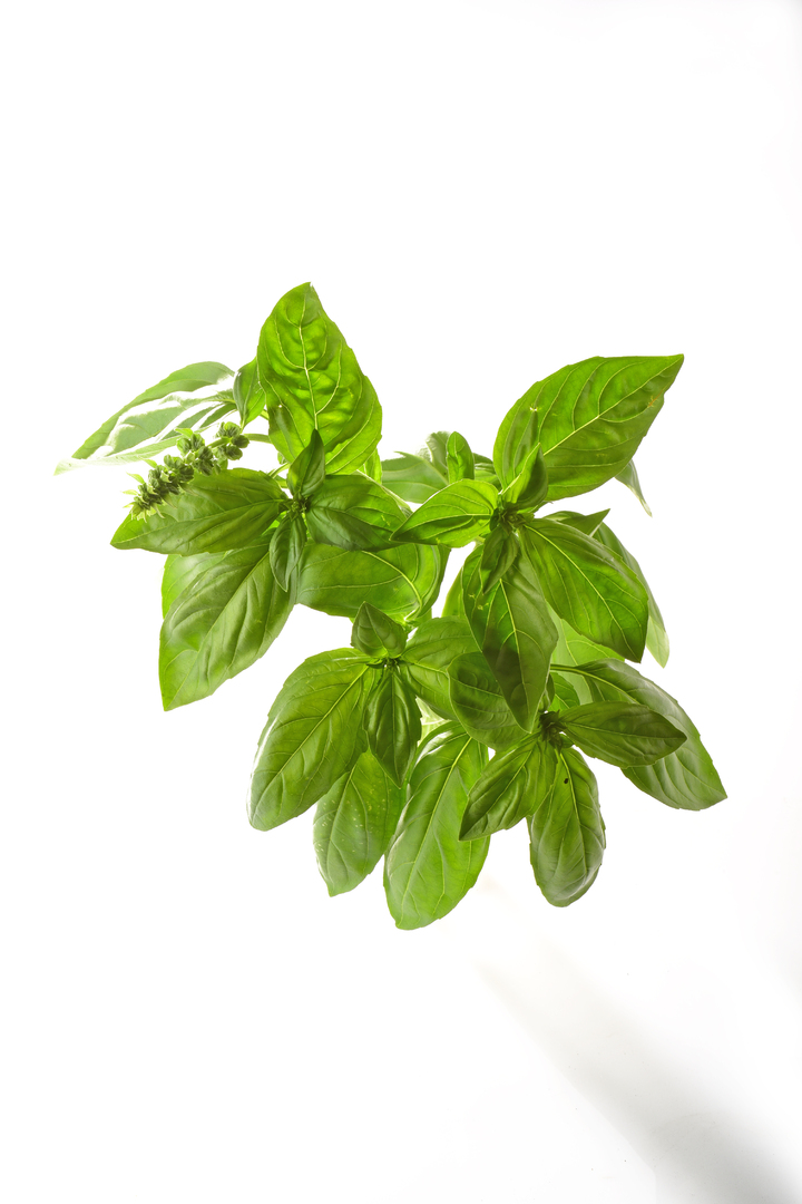 Grande Vert