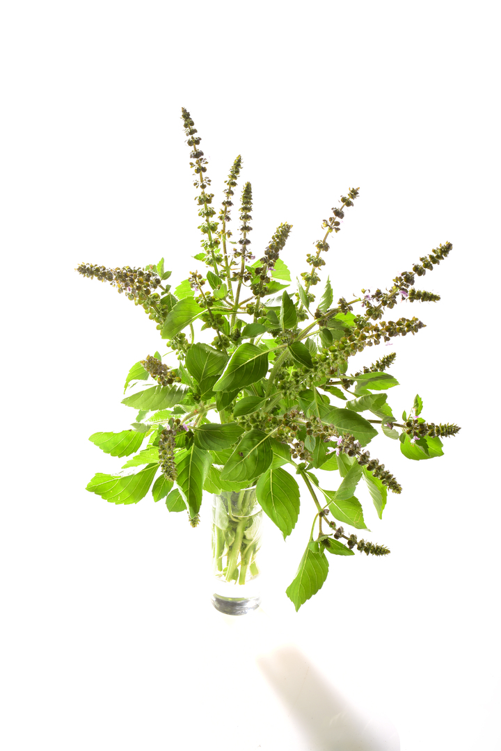 Tulsi Tempérée