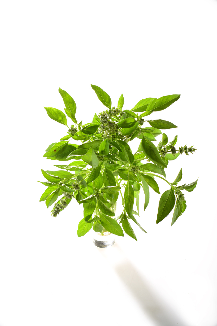 Tulsi Kali