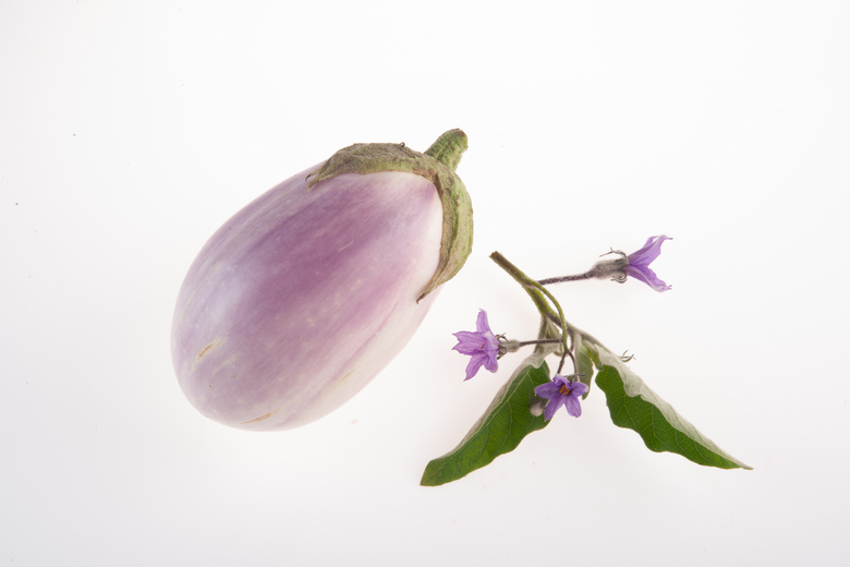 Rosa Bianca