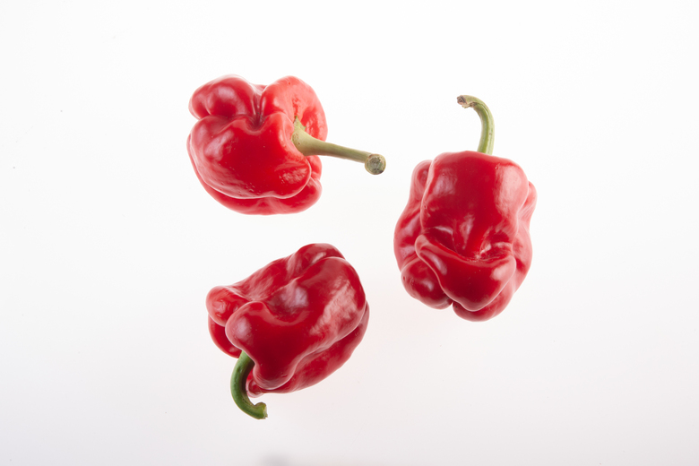 Tendre de Châteaurenard