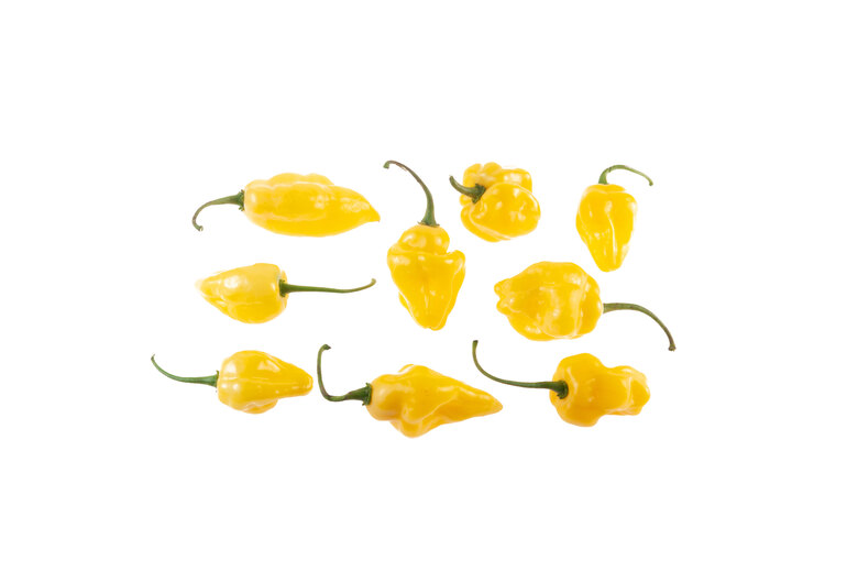 Habanero Carolina Yellow