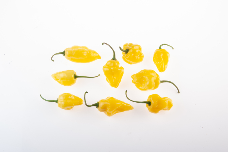 Habanero Carolina Yellow