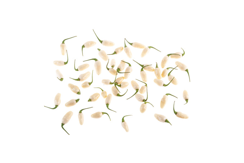 Habanero Peruvian White