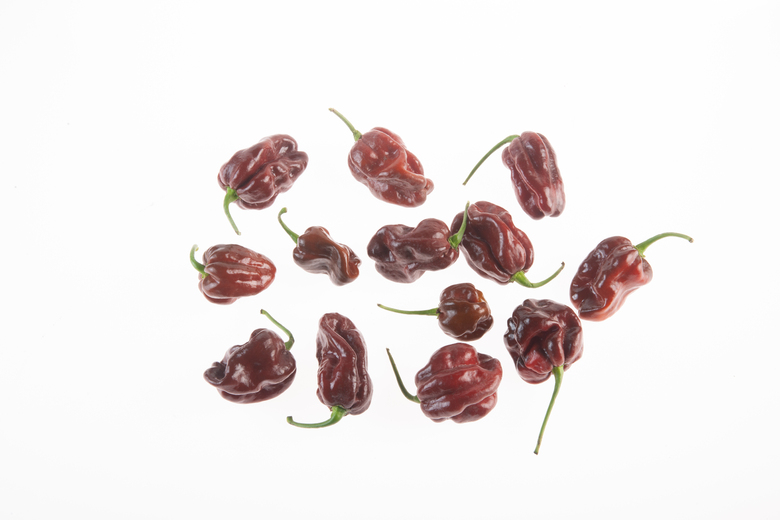 Habanero Brown