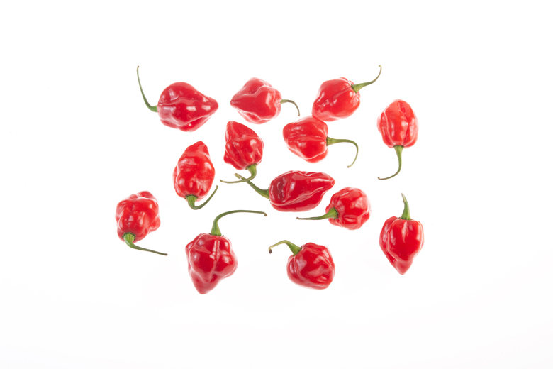 Habanero Peruvian Red