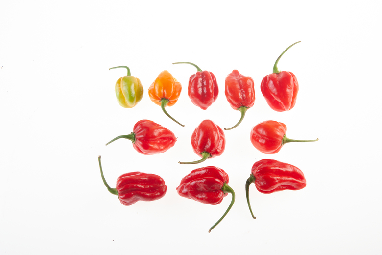 Carribean Red
