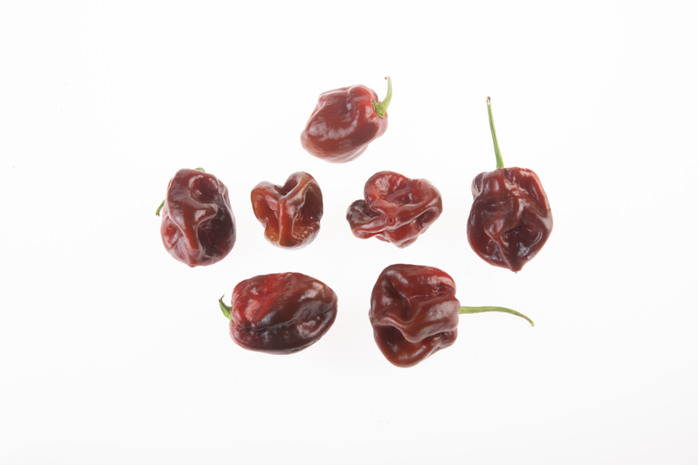 Scotch Bonnet Brown