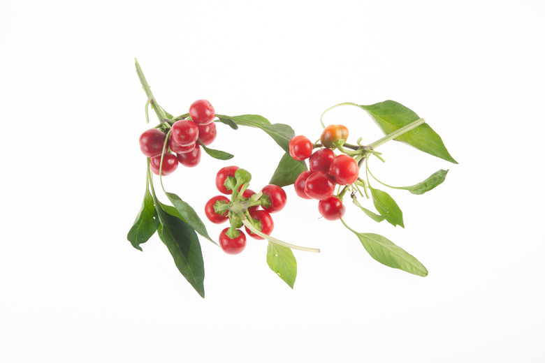 Picante a Cuore (Büschel)
