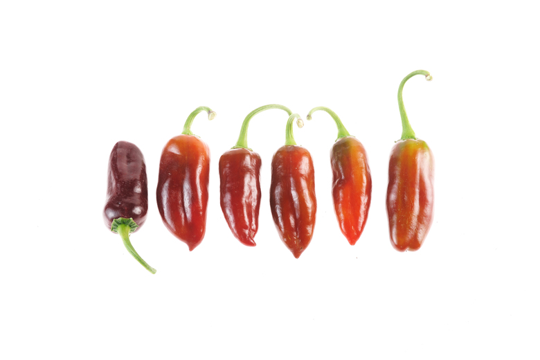 Brown Jalapeno