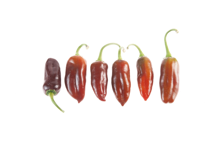 Brown Jalapeno