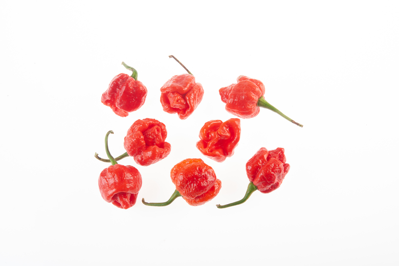 7 Pot Brainstrain Red