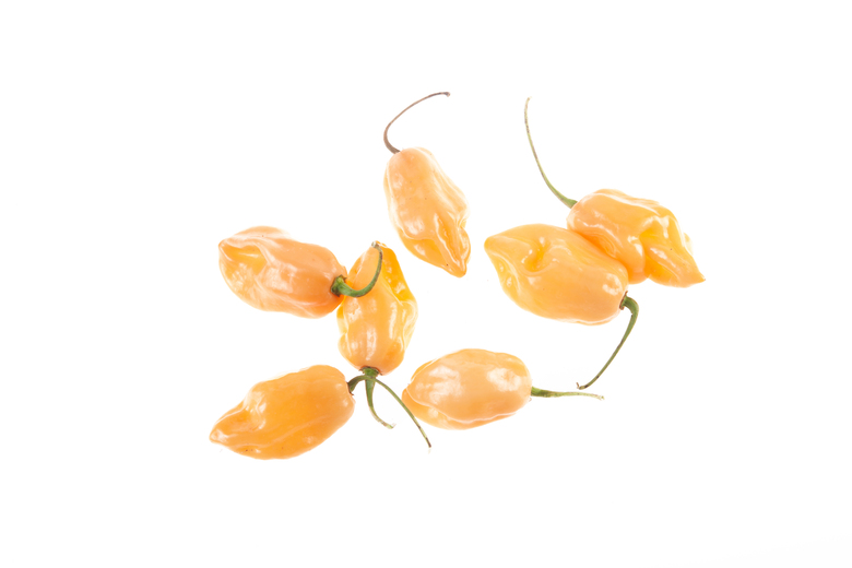 Pimenta Cheiro do Norte