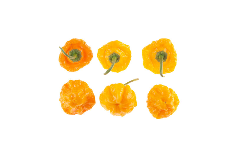 Jamaican Scotch Bonnet TFM