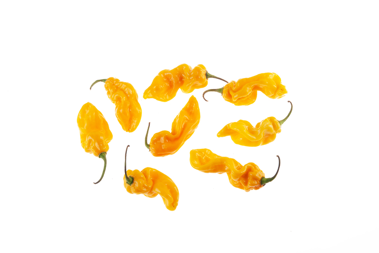 7 Pot Chaguanas Yellow