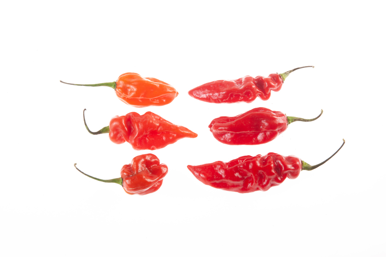 Goronong Orange