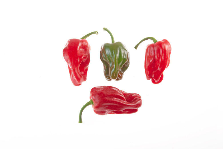 Criolla de Coccina