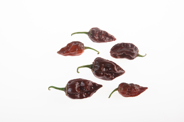 7 Pot Bubblegum Chocolate