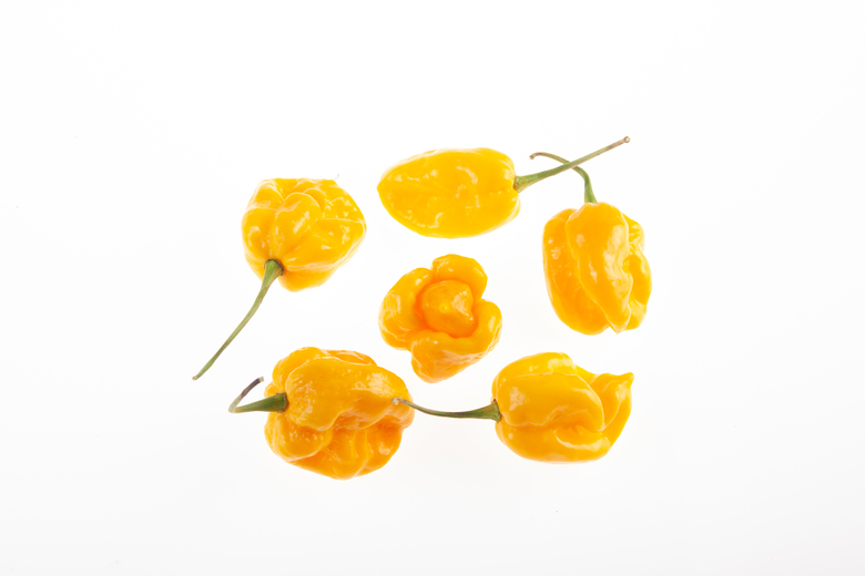 7 Pot Orange-Yellow