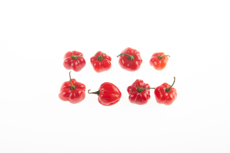 Bolivian Red