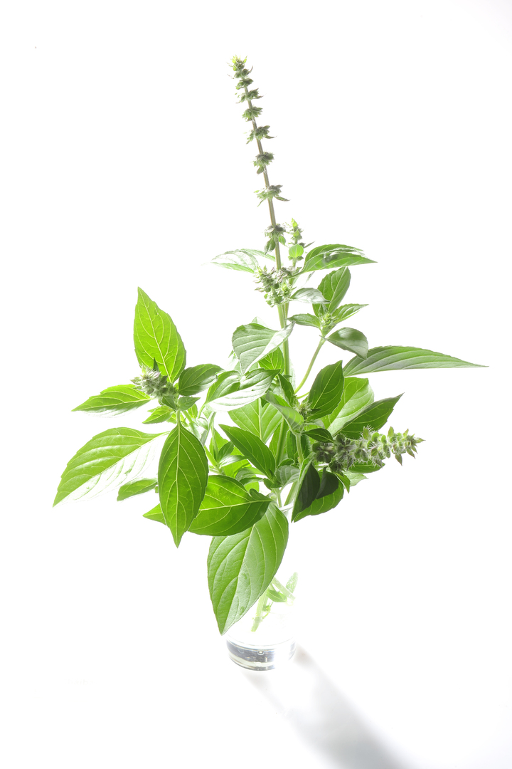 Tulsi Verte de Thailande