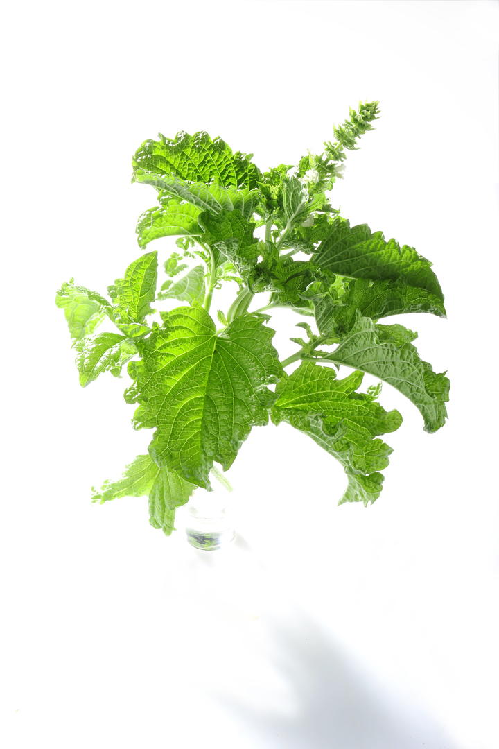 Green Ruffles