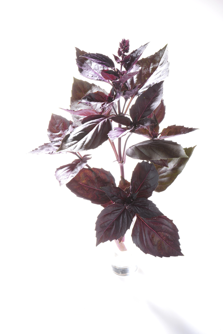 Purple Ball