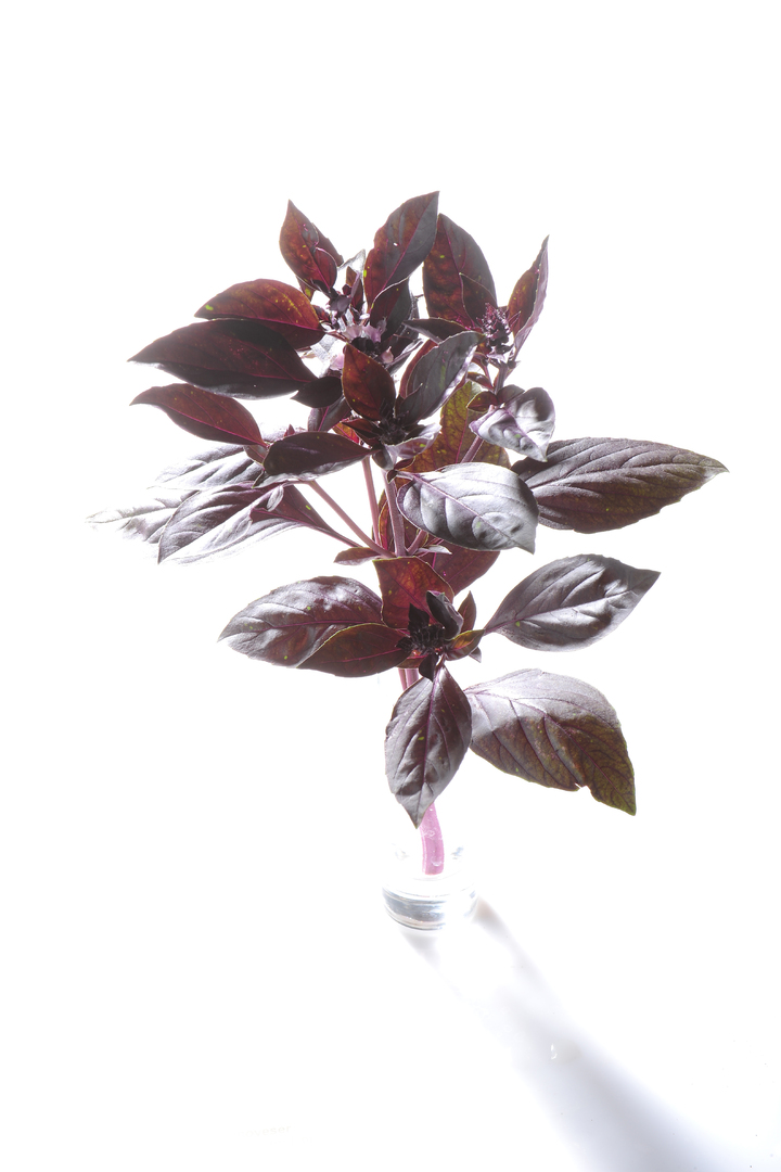 Genovese Rot
