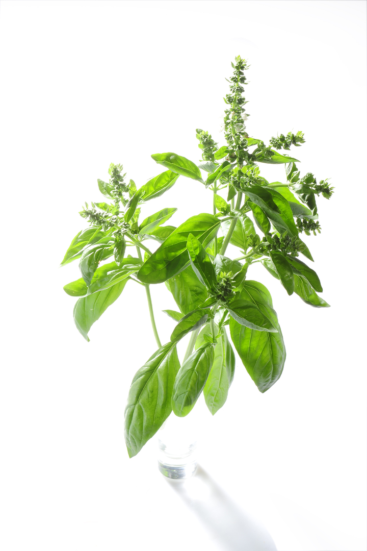 Genovese