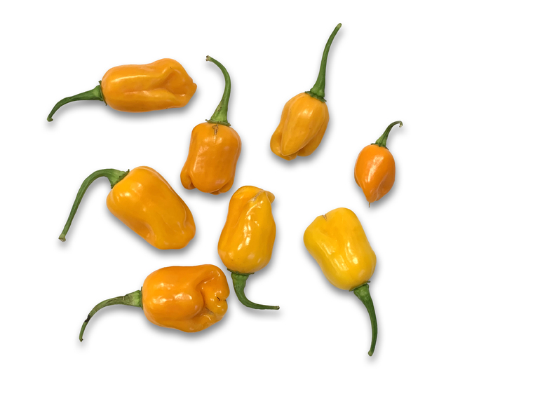 Datil Pepper