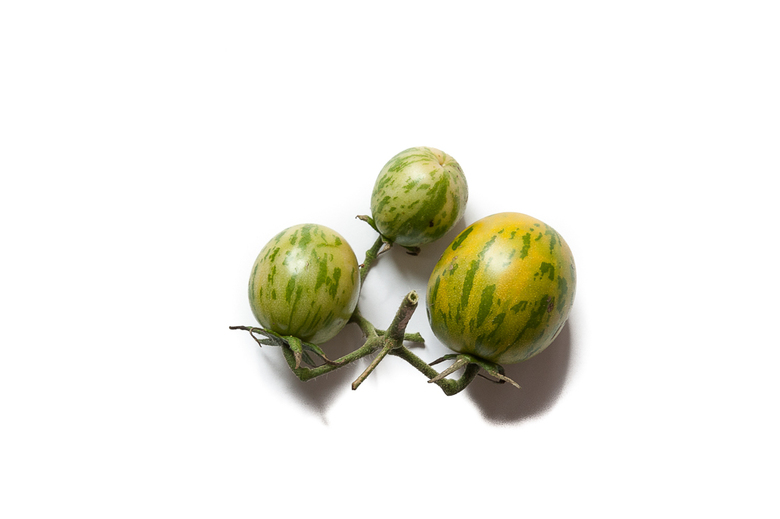 Grünes Zebra