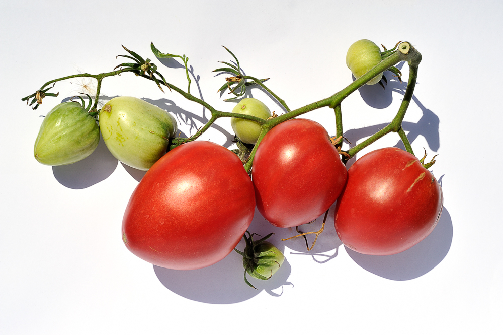 Italienisches Ochsenherz