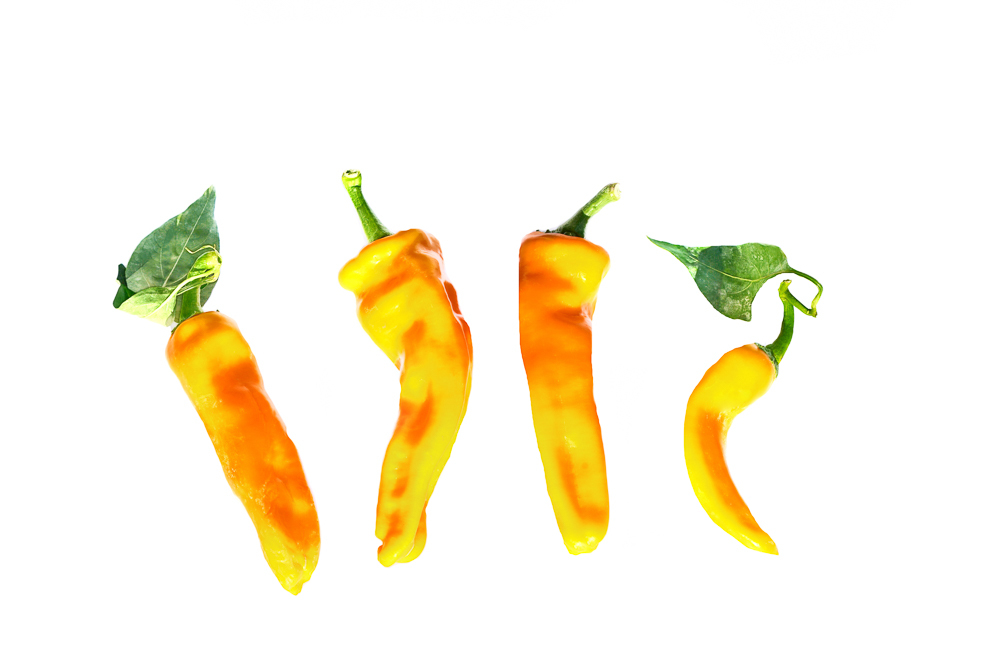 Petit Jaune d’Antibes