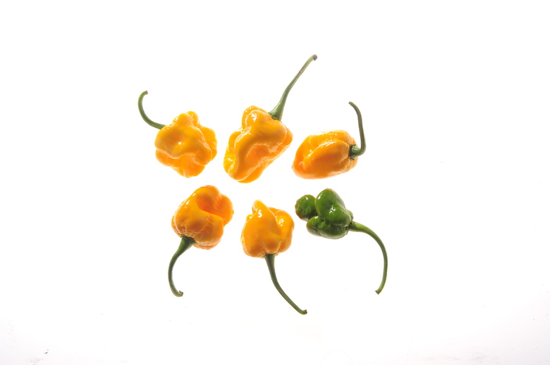 7 Pot Brainstrain Yellow