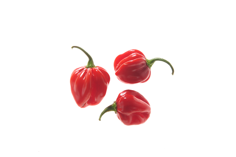 Habanero Gambia