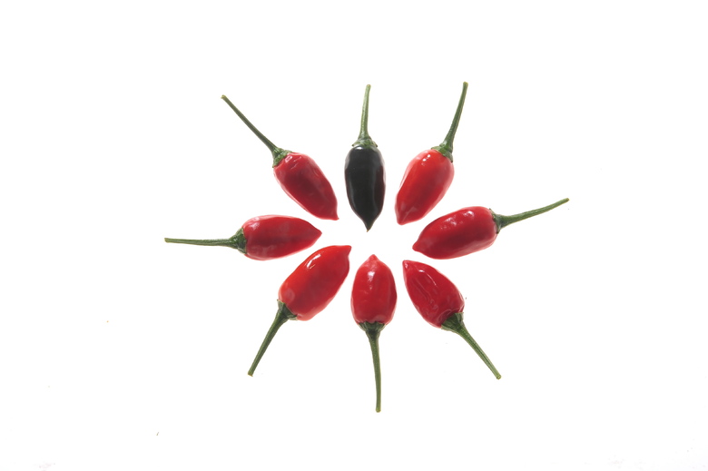Baumchili Rot