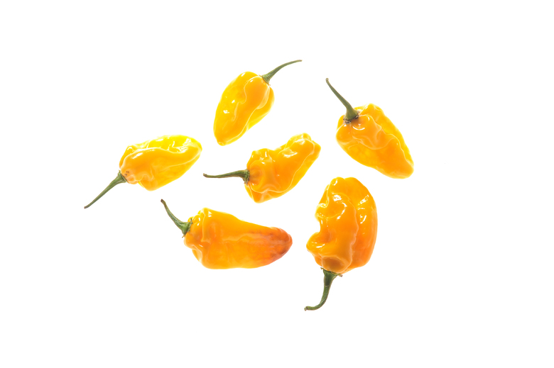 Kathumby Yellow