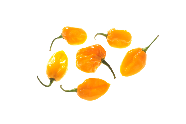 Habanero Big Sun