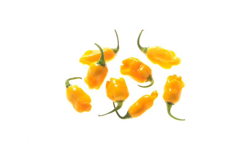 Datil Pepper